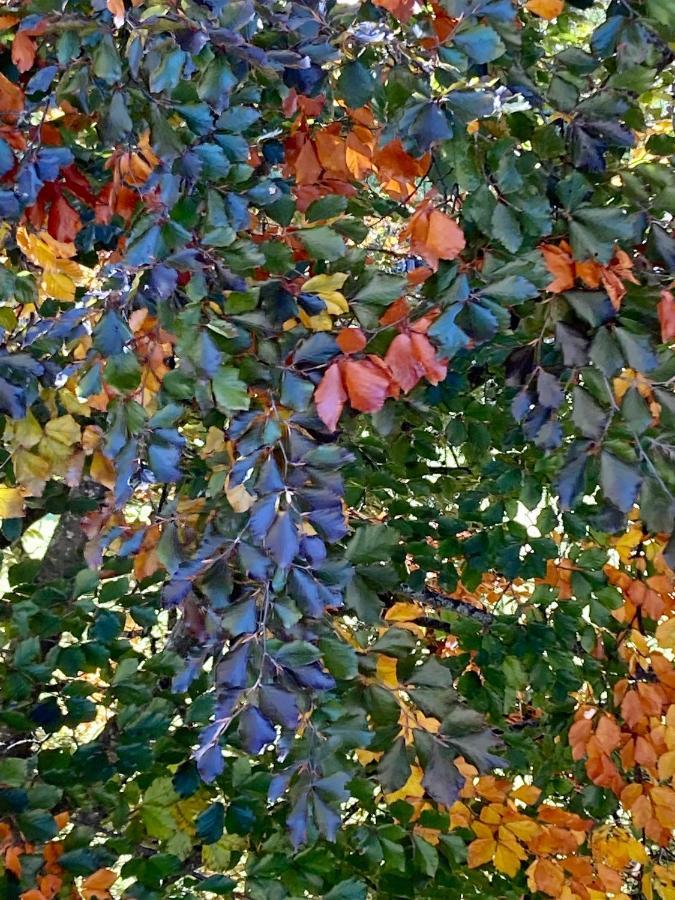 Wiesenhof กอลลาลโบ ภายนอก รูปภาพ
